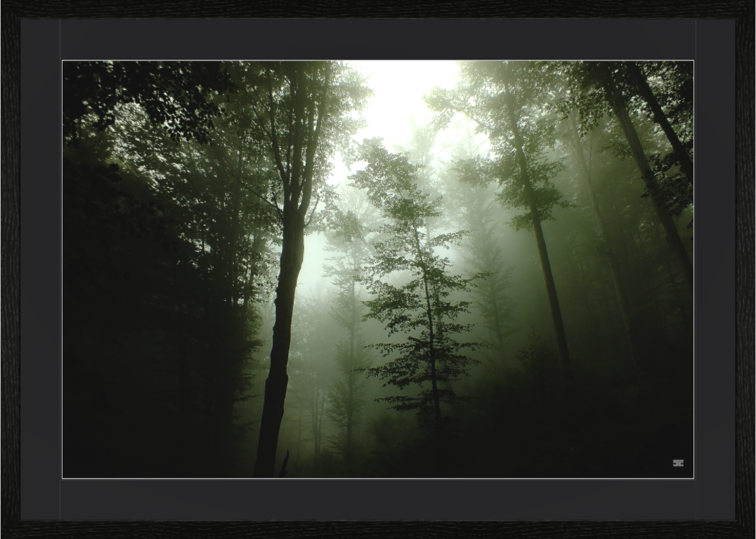 Main image Promenons nous dans les bois